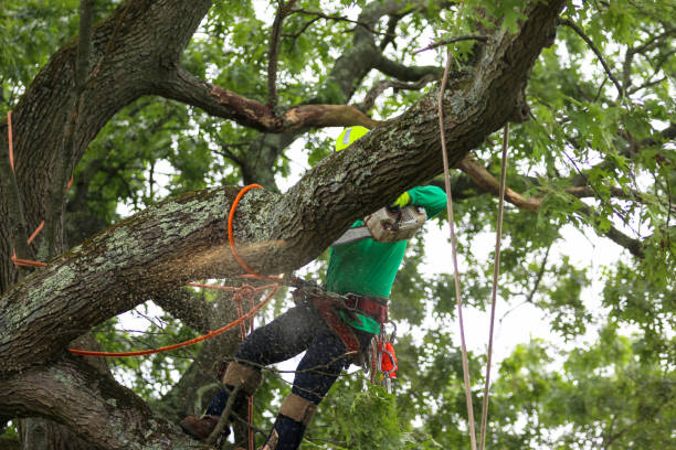 Lawn Renovation and Restoration in Oak Hill, TN